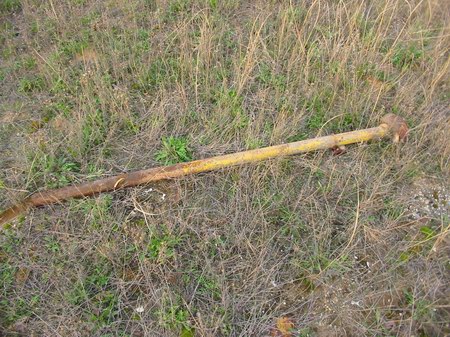 Commerce Drive-In Theatre - Speaker Pole (newer photo)